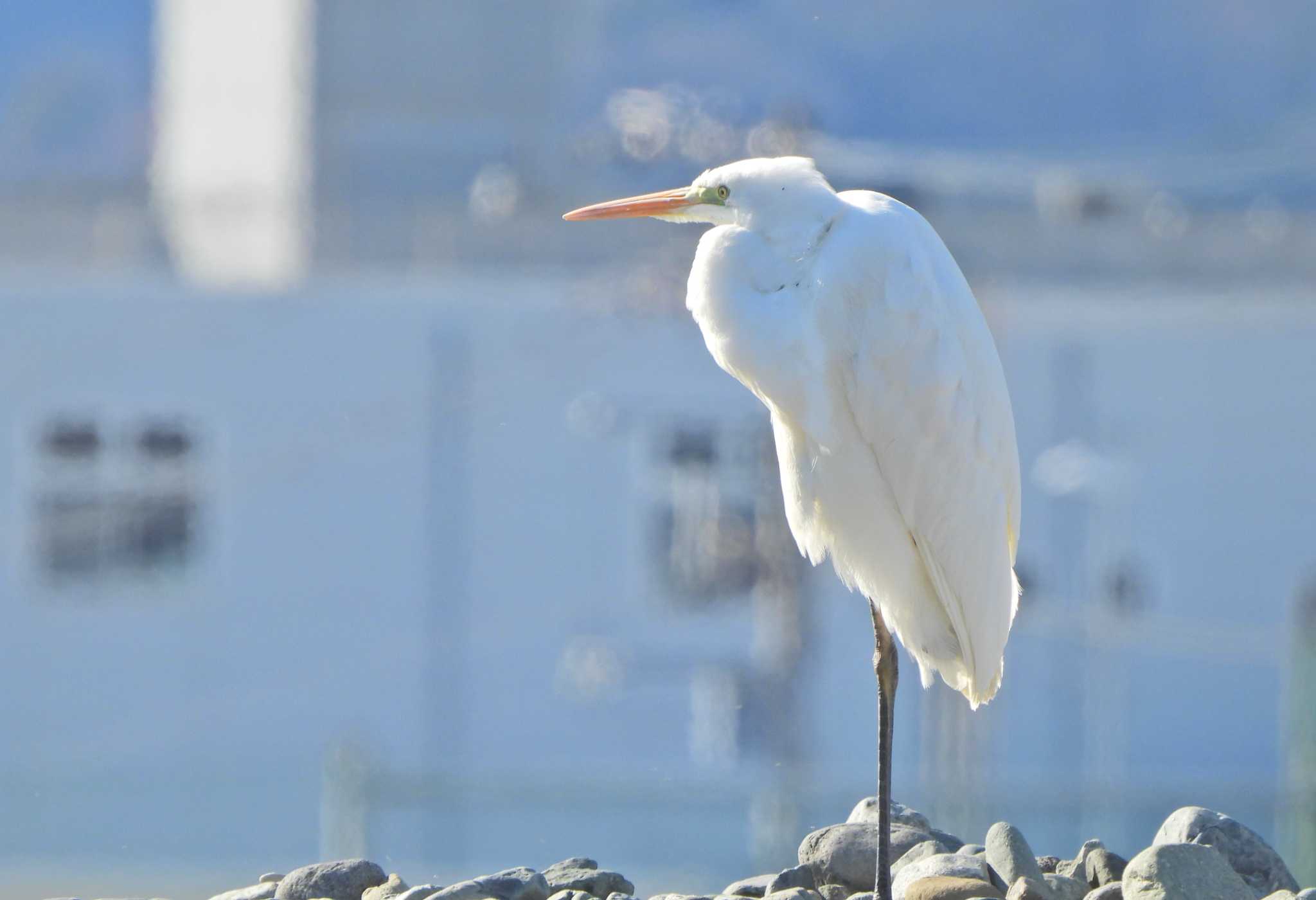 Great Egret