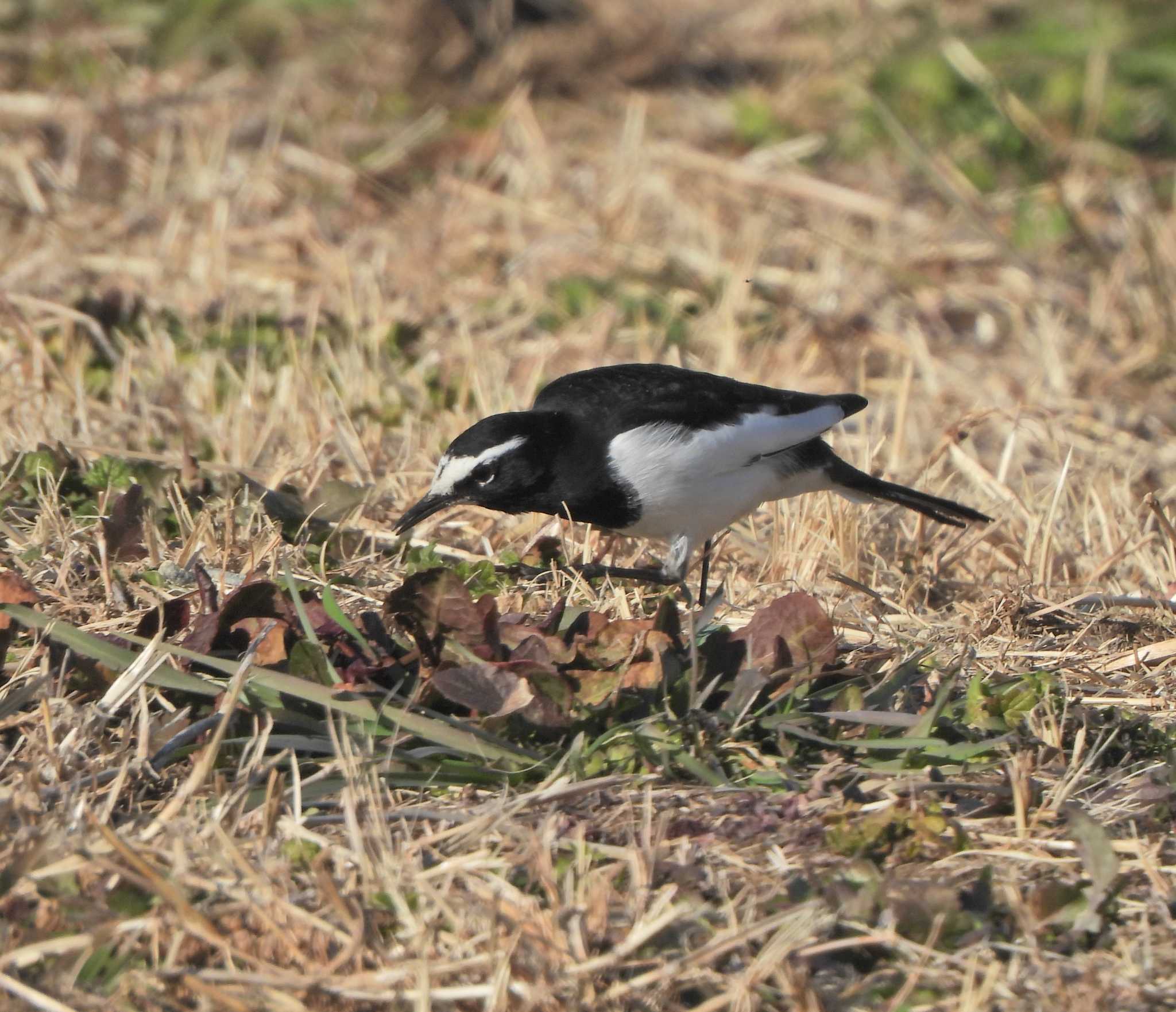 Japanese Wagtail