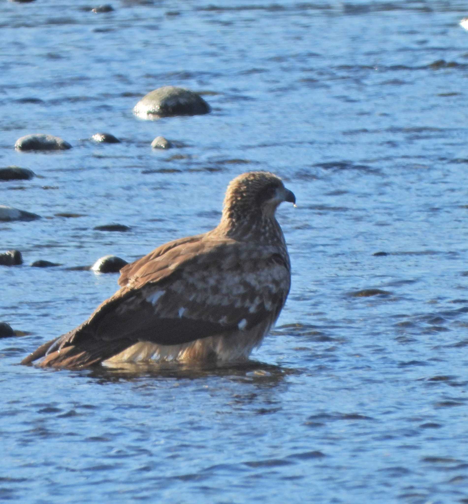 Black Kite