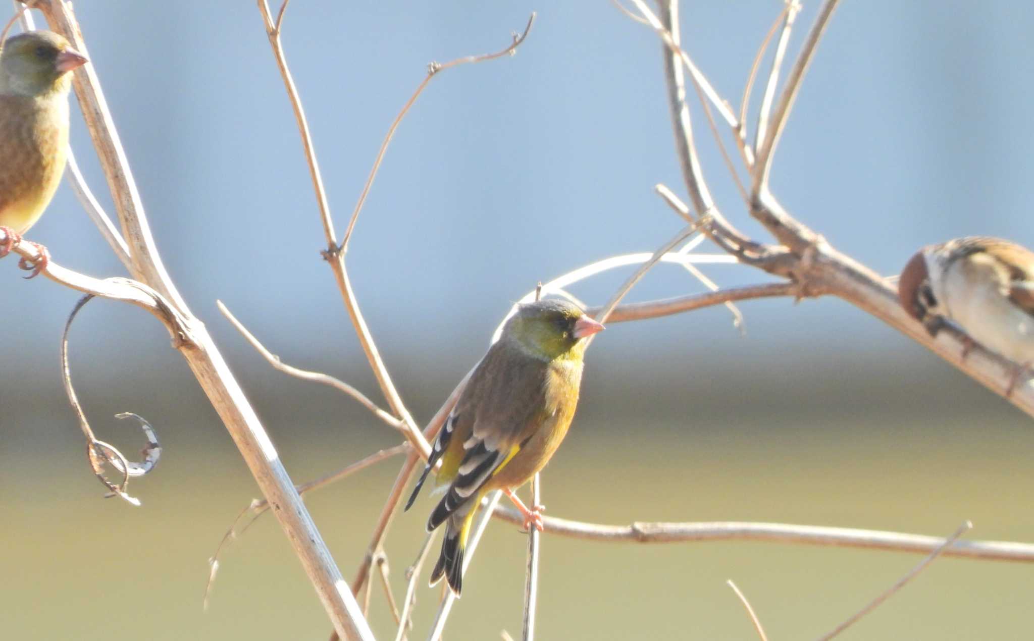 Photo of Grey-capped Greenfinch at 酒匂川河口 by あるぱか