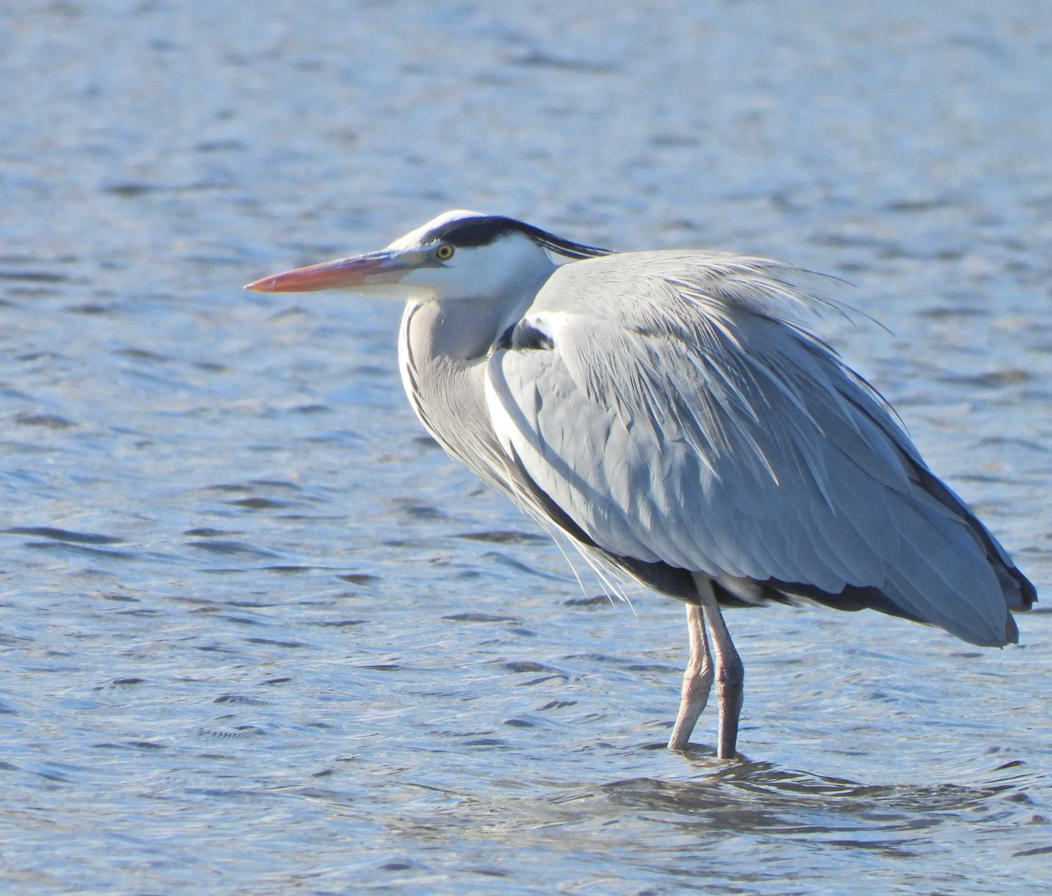 Grey Heron