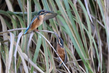 Common Kingfisher 金武町(沖縄県) Sun, 8/13/2017