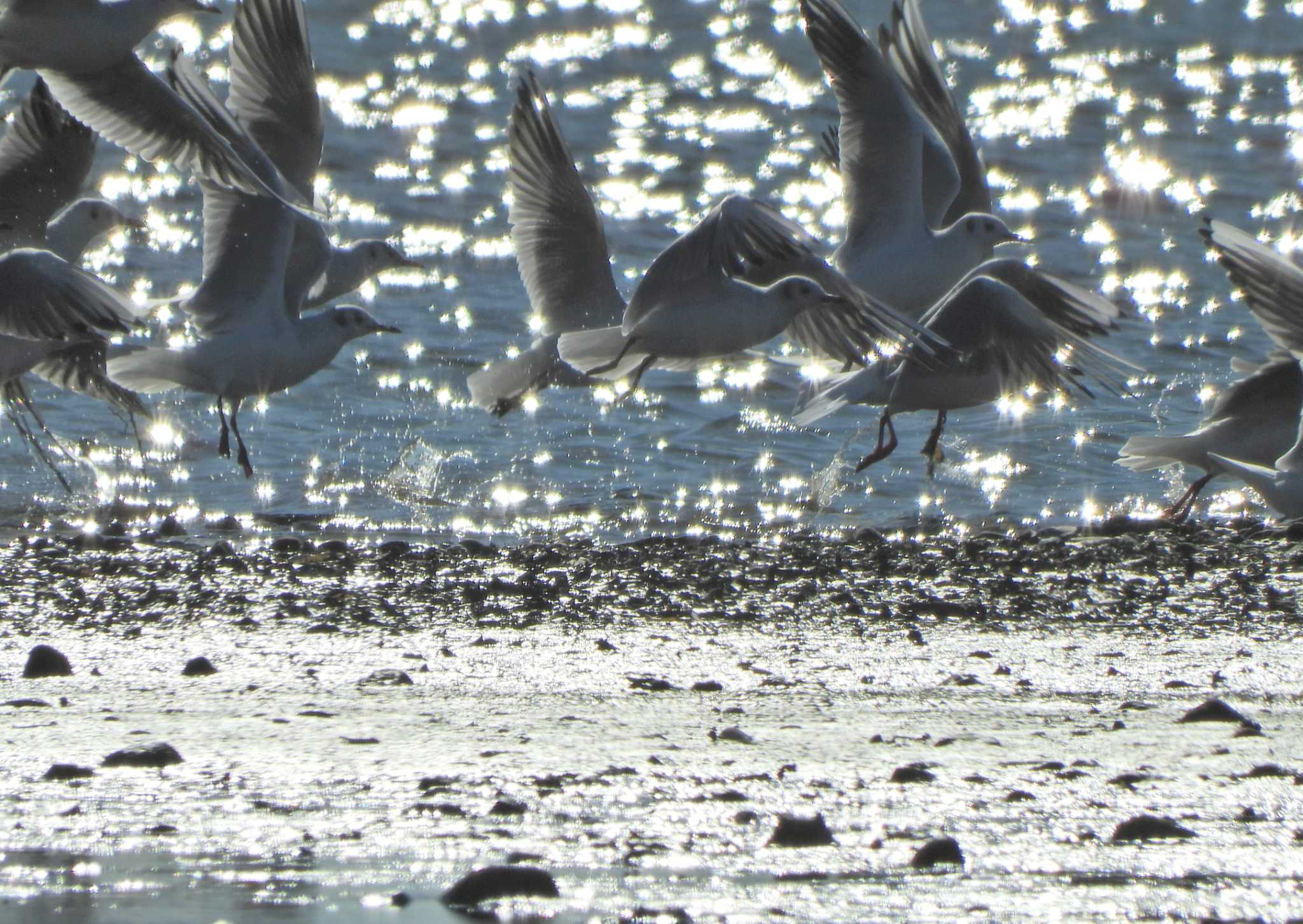 Black-headed Gull