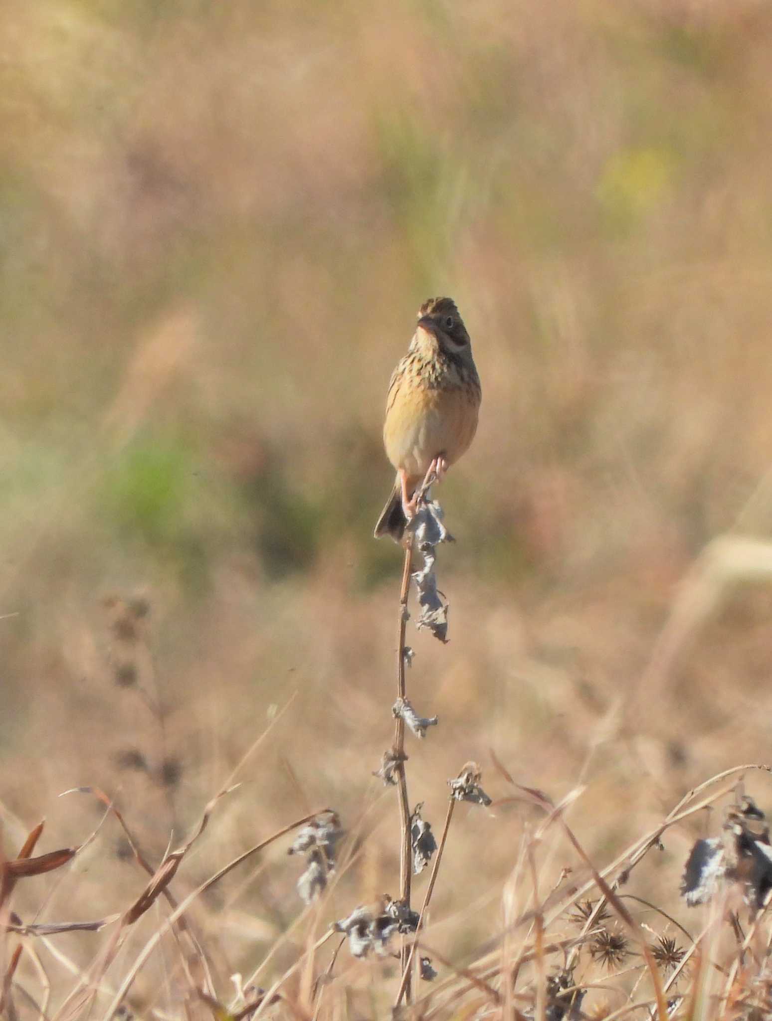 Photo of Chestnut-eared Bunting at 酒匂川河口 by あるぱか