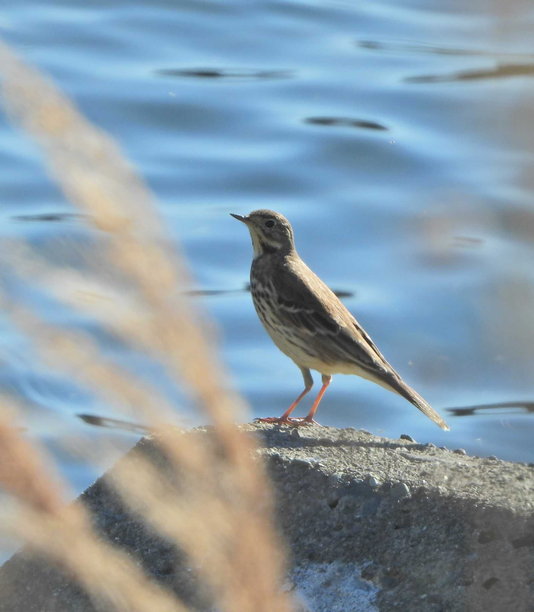 Photo of Water Pipit at 酒匂川河口 by あるぱか