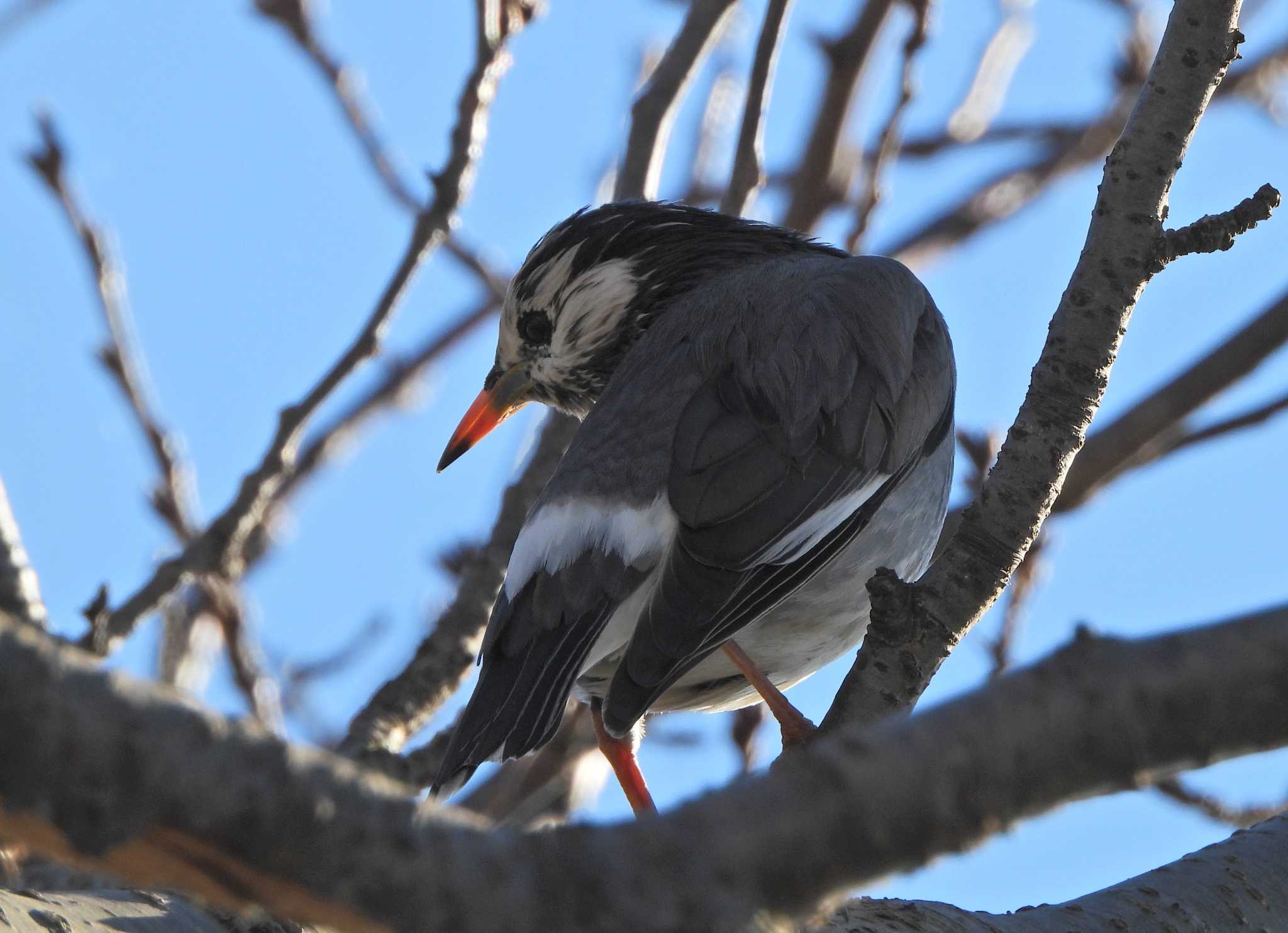 Photo of White-cheeked Starling at 酒匂川河口 by あるぱか