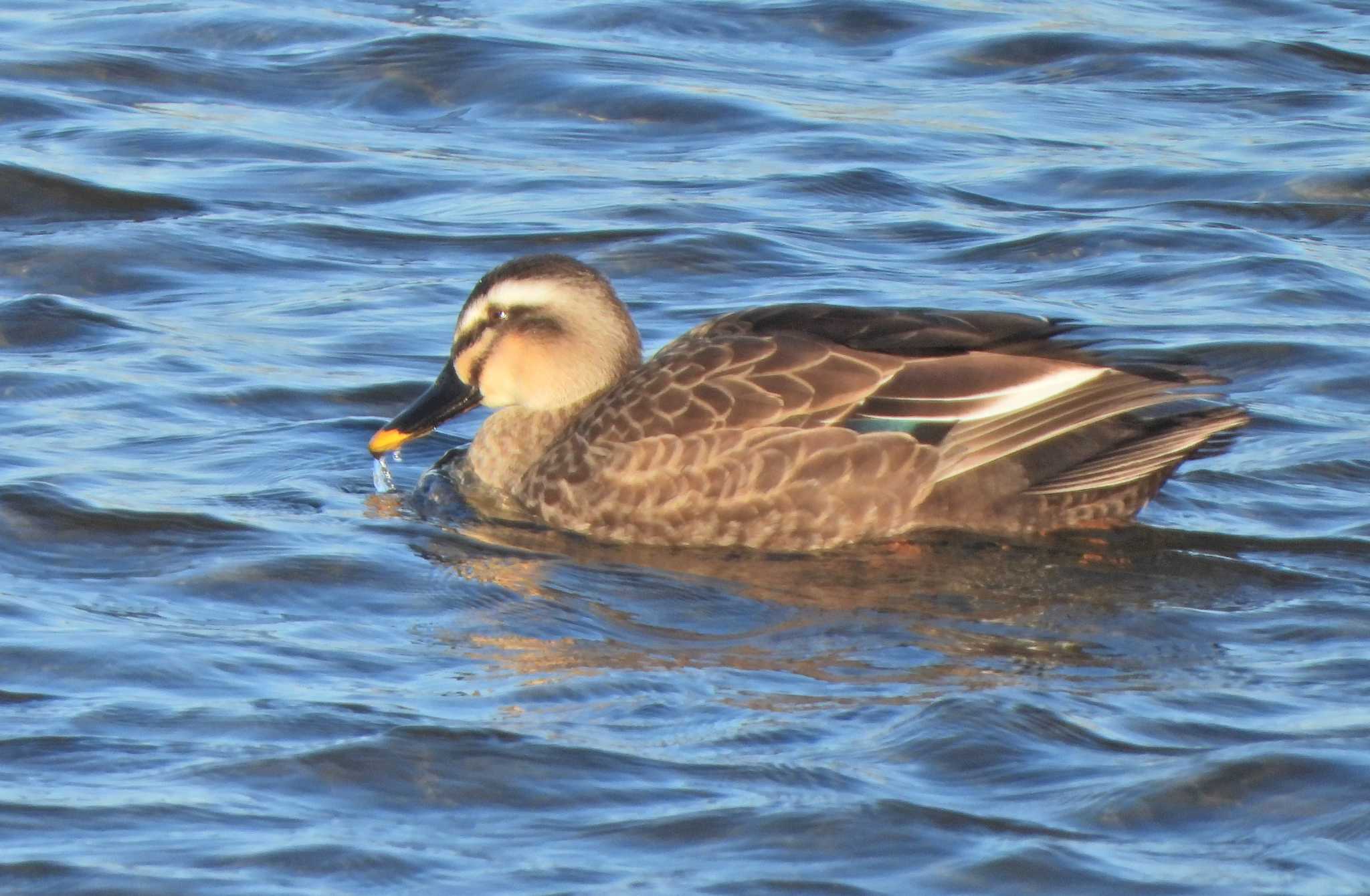 Photo of Eastern Spot-billed Duck at 酒匂川河口 by あるぱか