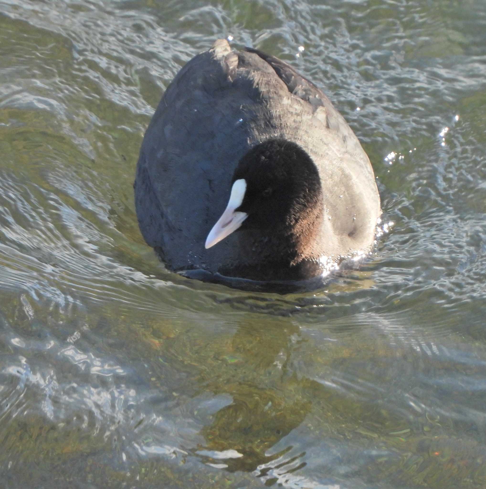 Eurasian Coot