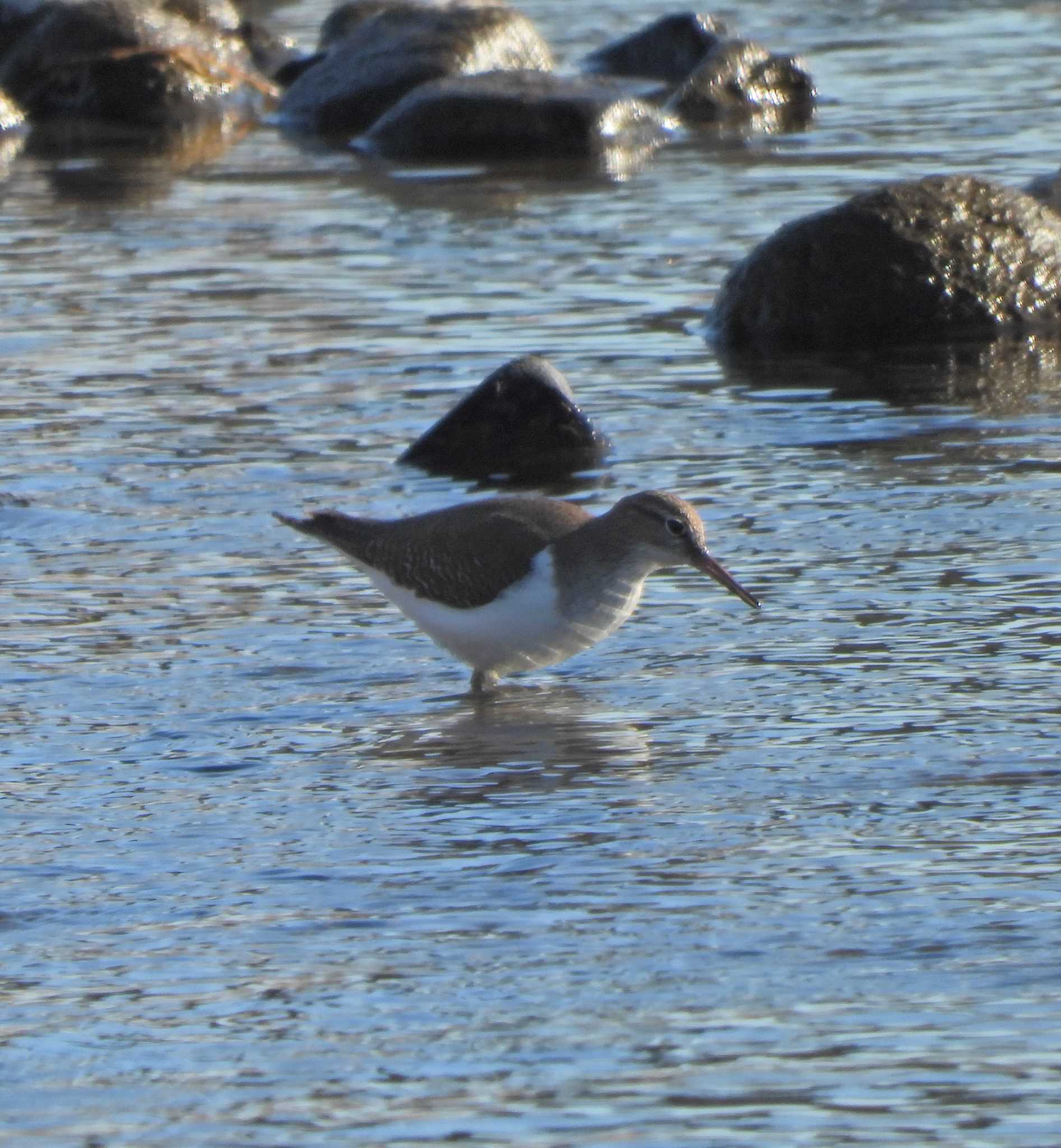 Common Sandpiper