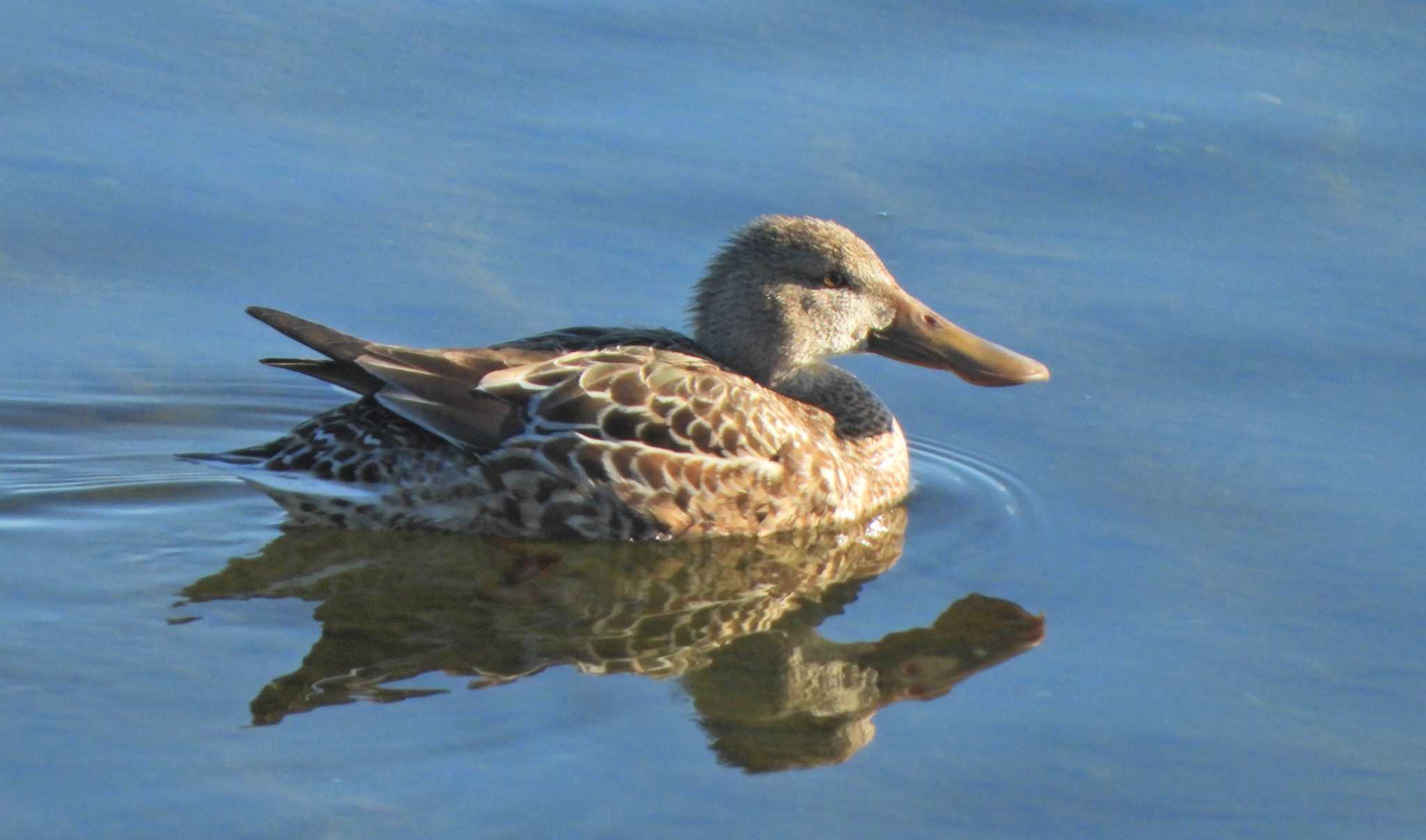 Northern Shoveler