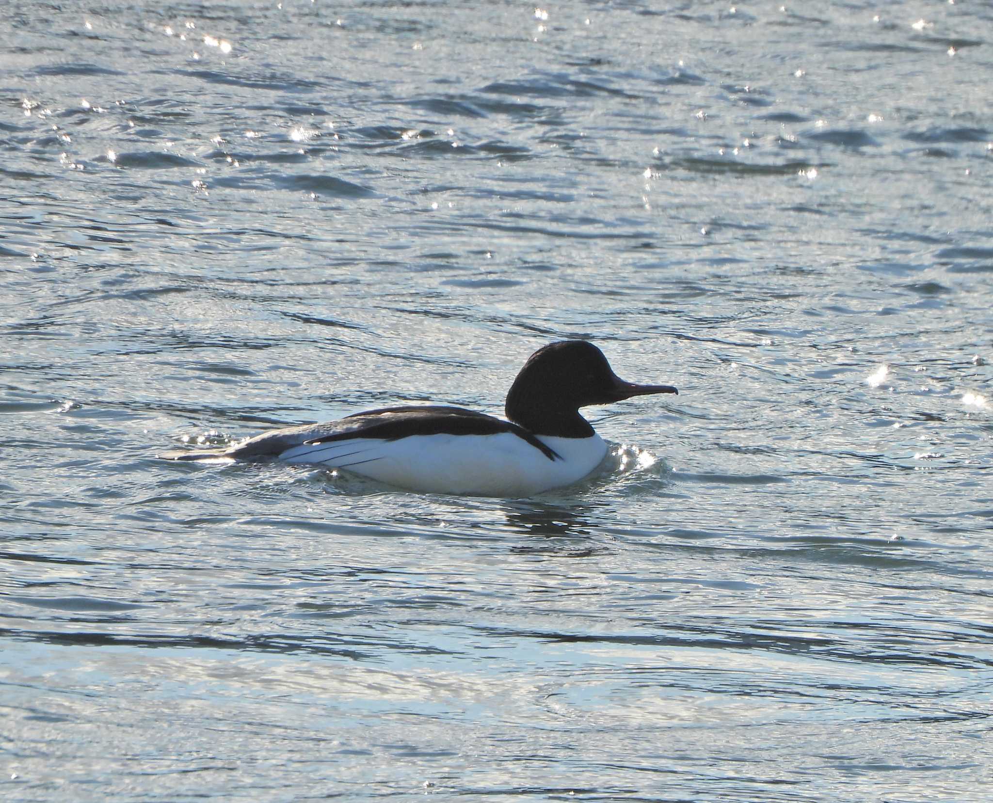 Photo of Common Merganser at 酒匂川河口 by あるぱか