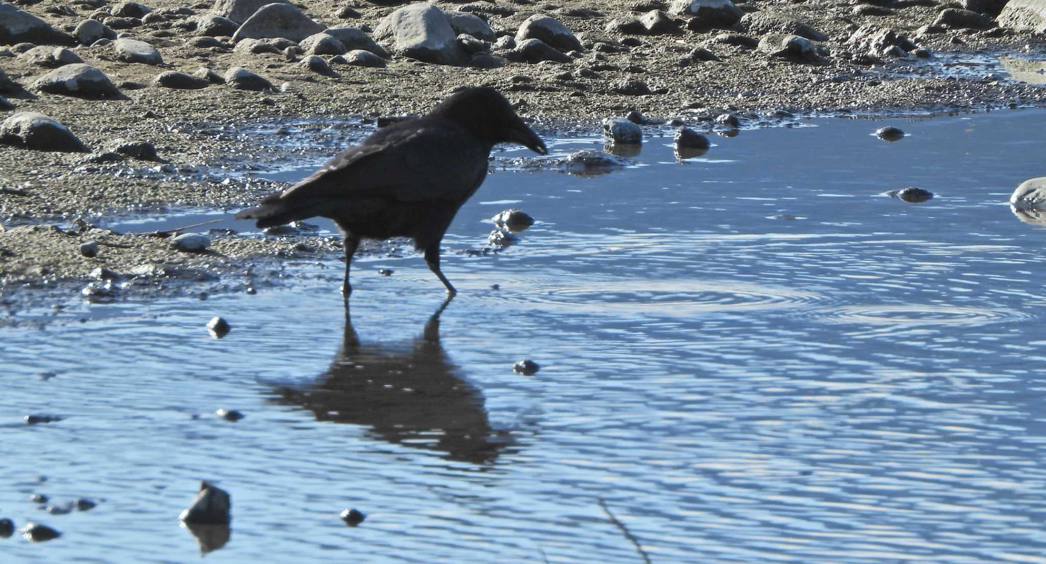 Photo of Carrion Crow at 酒匂川河口 by あるぱか