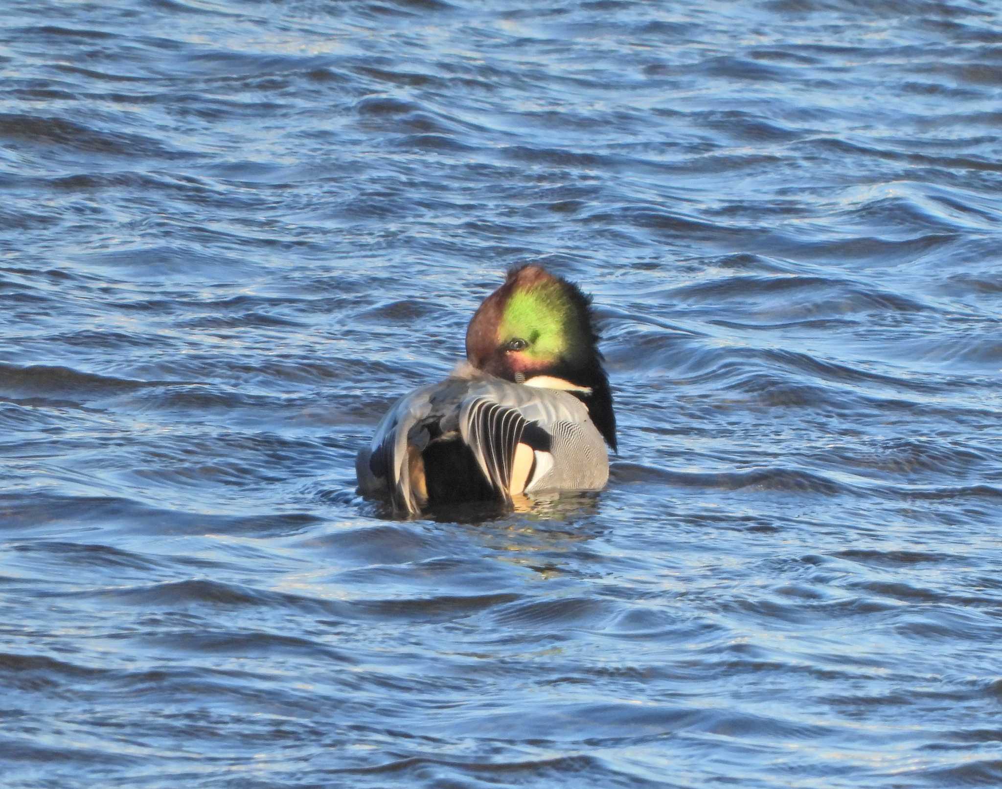 Falcated Duck