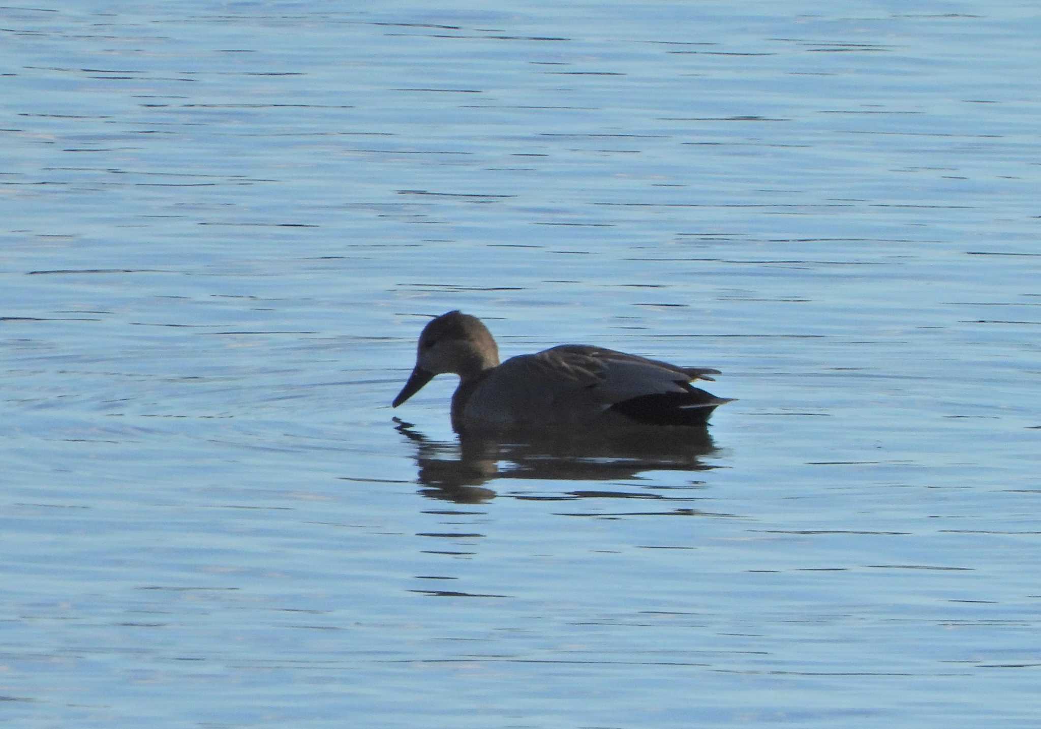 Gadwall