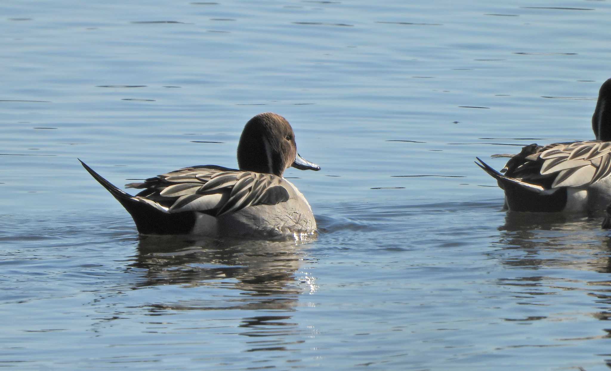 Photo of Northern Pintail at 酒匂川河口 by あるぱか
