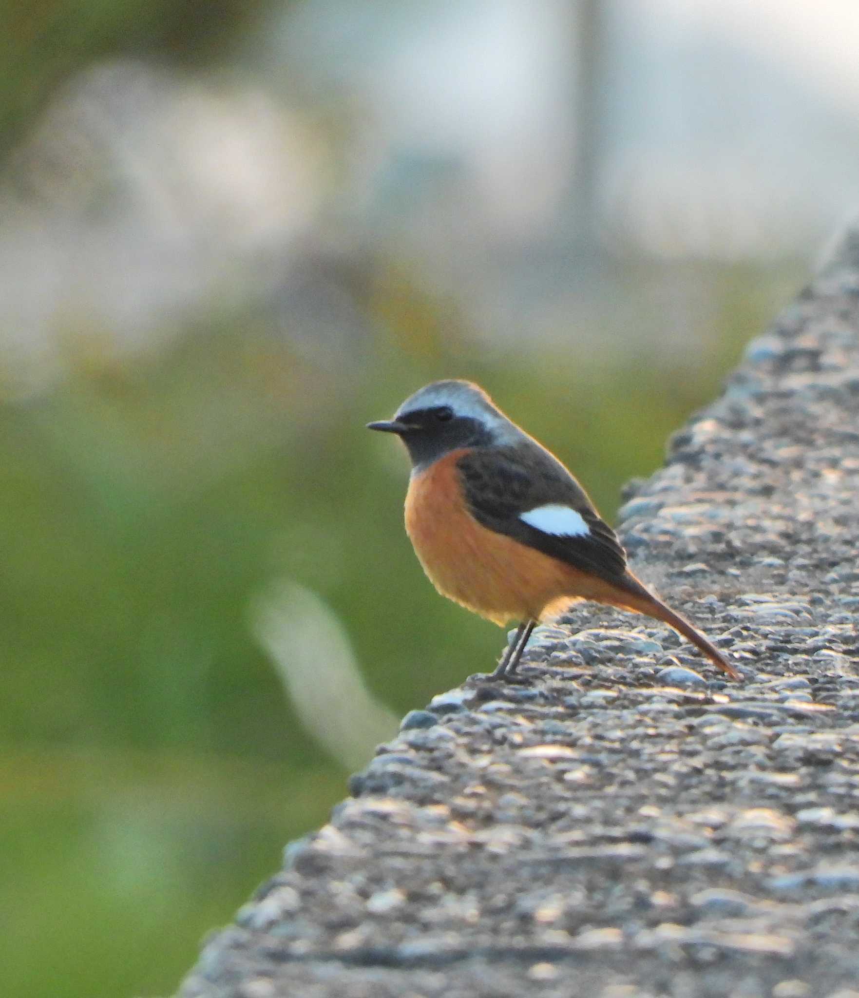 Daurian Redstart