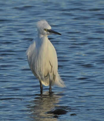 Tue, 1/4/2022 Birding report at 酒匂川河口