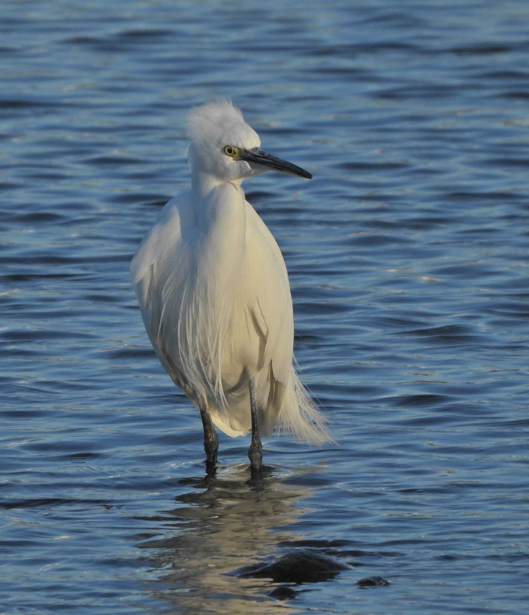 Little Egret