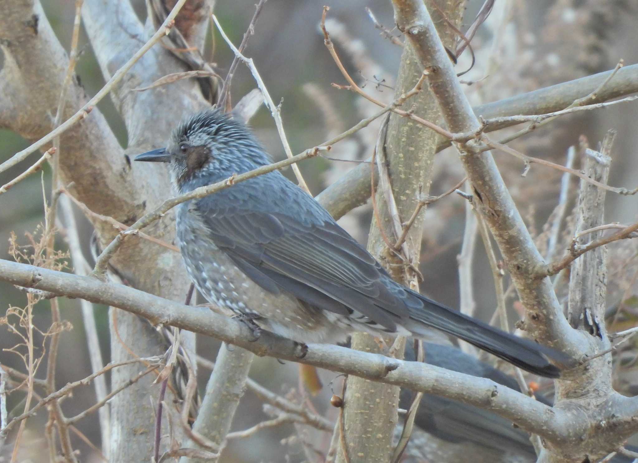 Brown-eared Bulbul