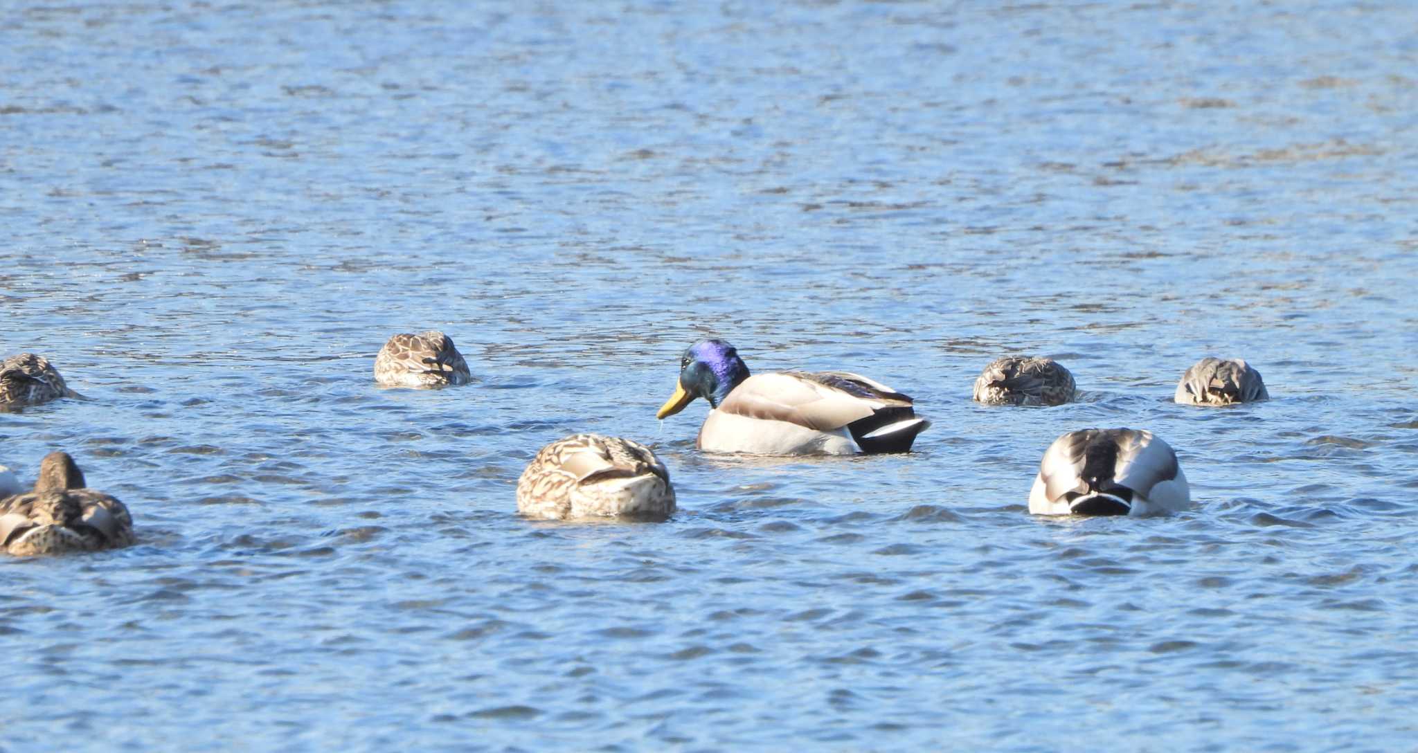 Mallard