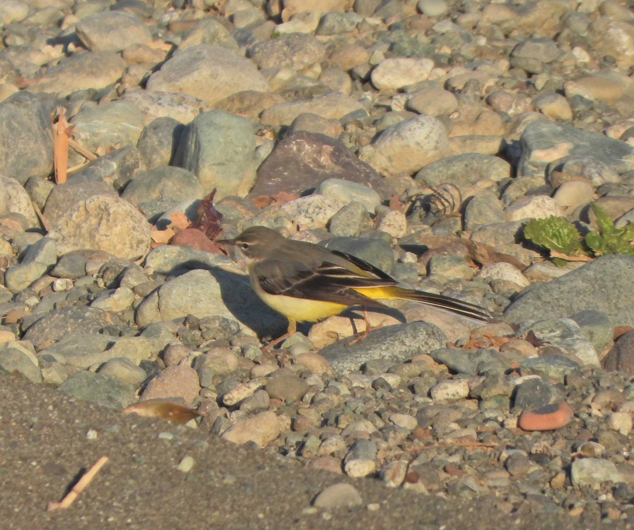 Photo of Grey Wagtail at 酒匂川河口 by あるぱか