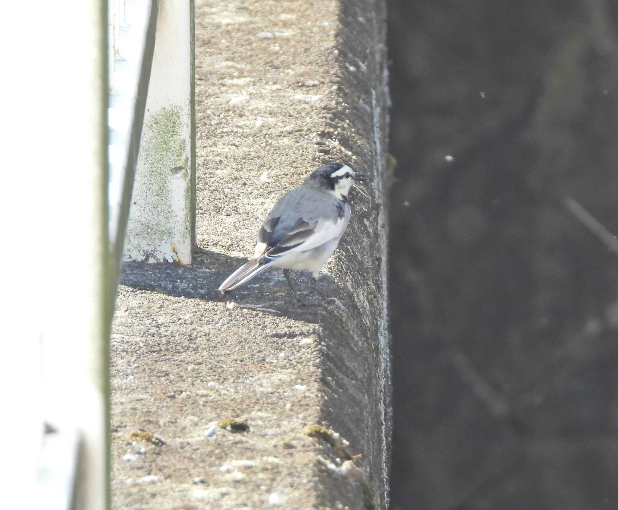 White Wagtail