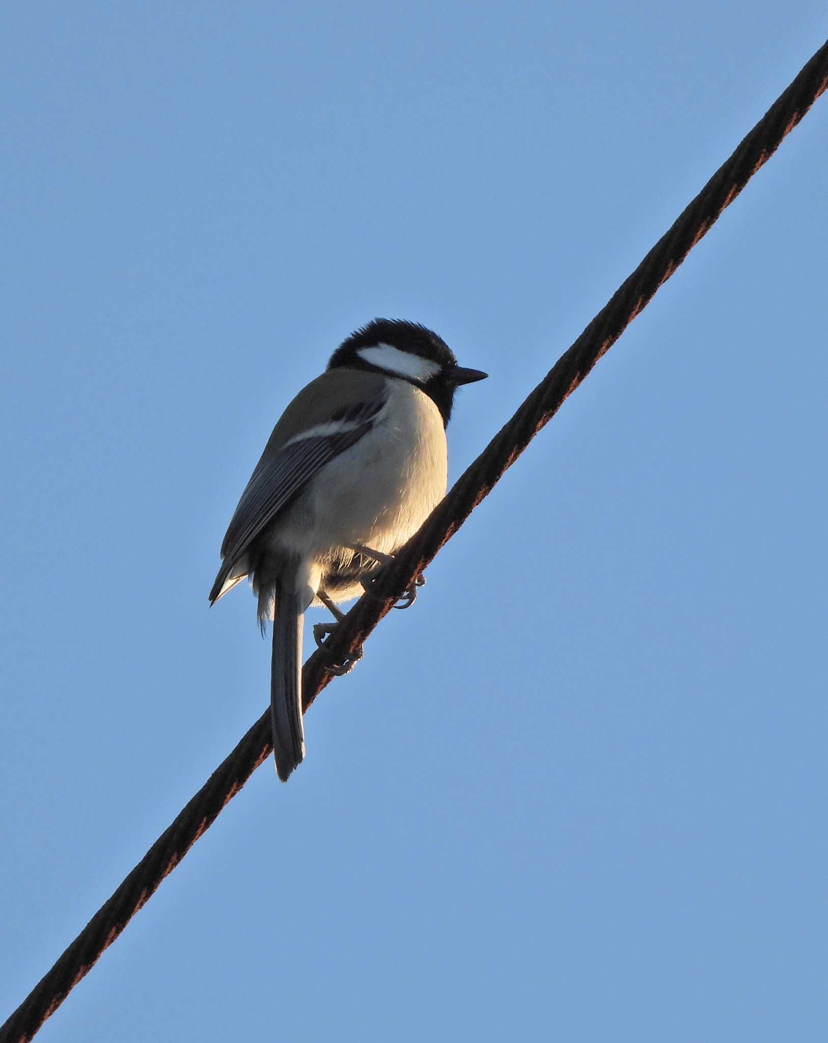 Photo of Japanese Tit at 酒匂川河口 by あるぱか