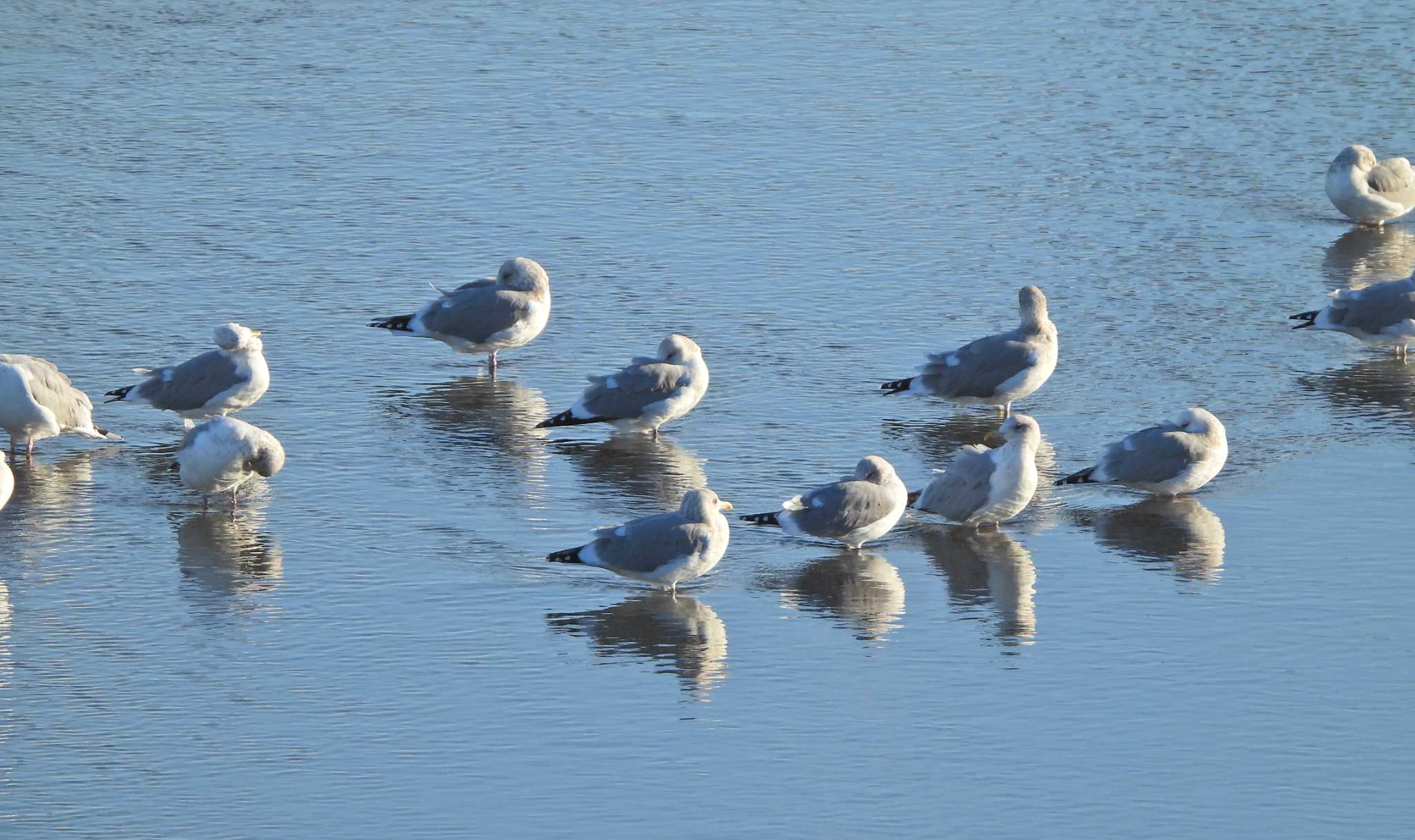 Slaty-backed Gull