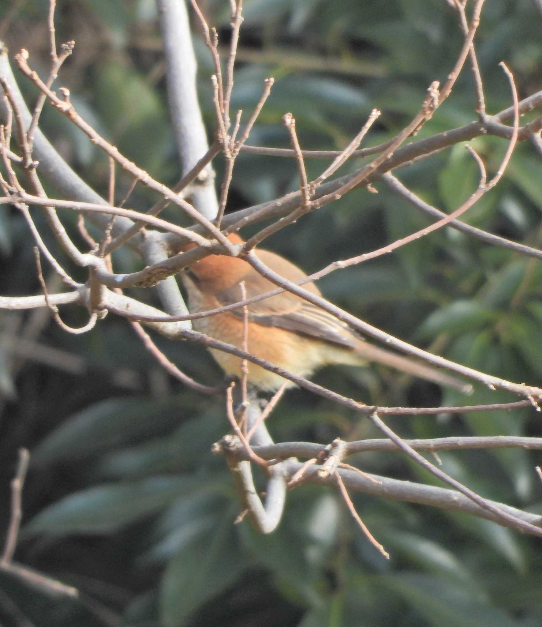 Bull-headed Shrike