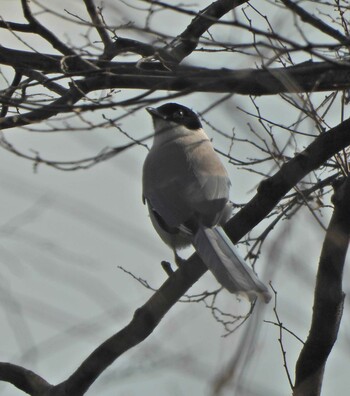 Azure-winged Magpie 下永谷市民の森 Sat, 1/8/2022