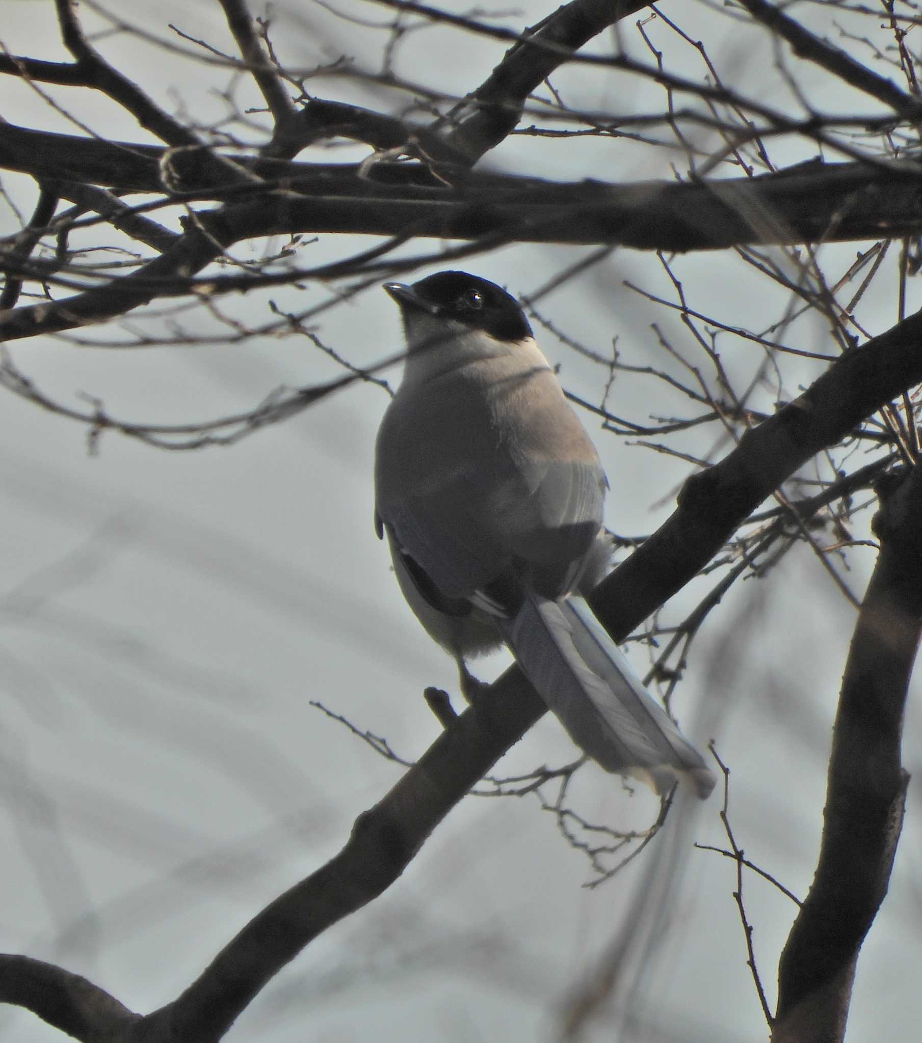 Photo of Azure-winged Magpie at 下永谷市民の森 by あるぱか