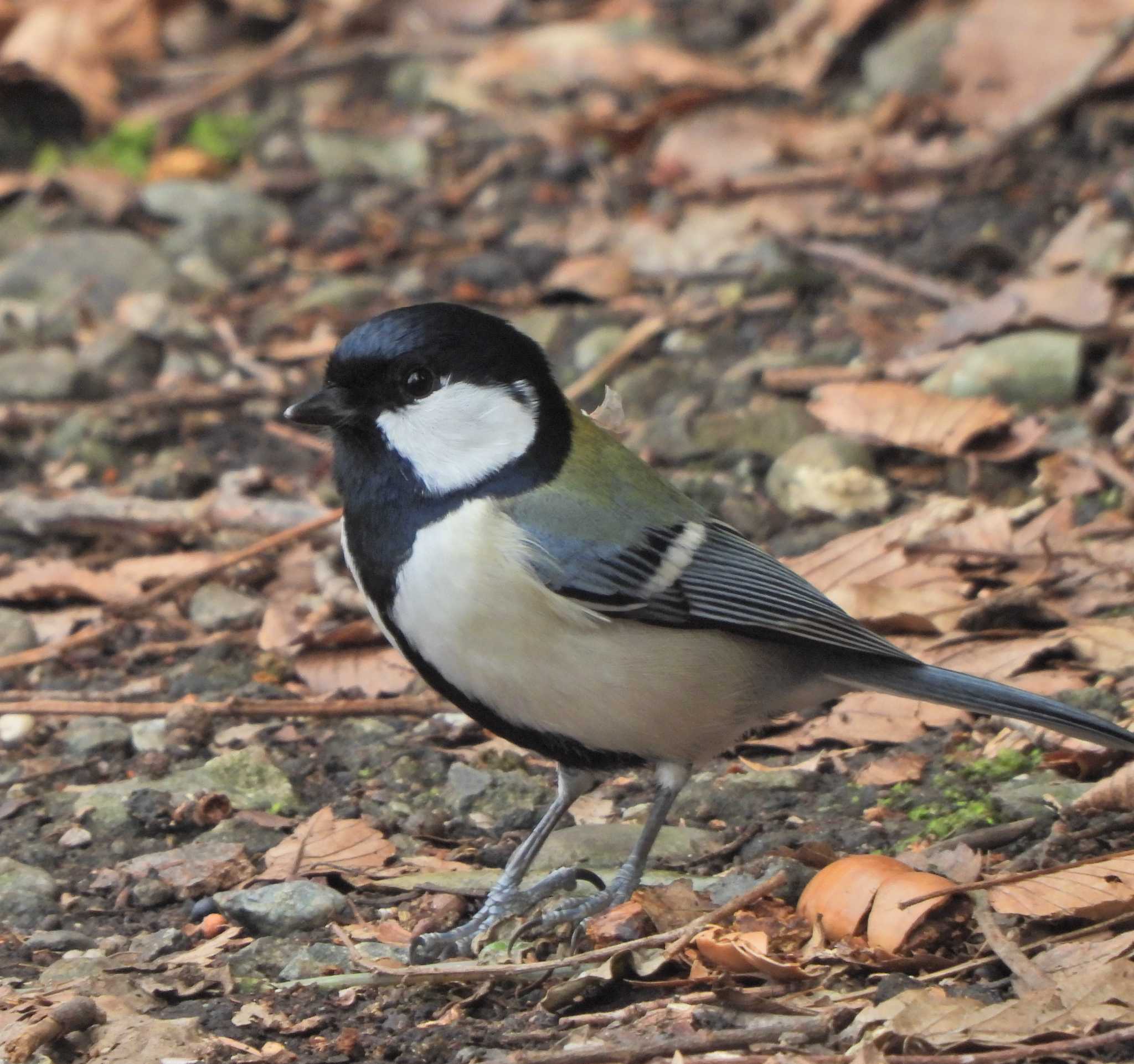 Photo of Japanese Tit at 下永谷市民の森 by あるぱか