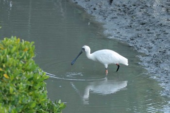 クロツラヘラサギ 漫湖水鳥・湿地センター 2017年8月15日(火)