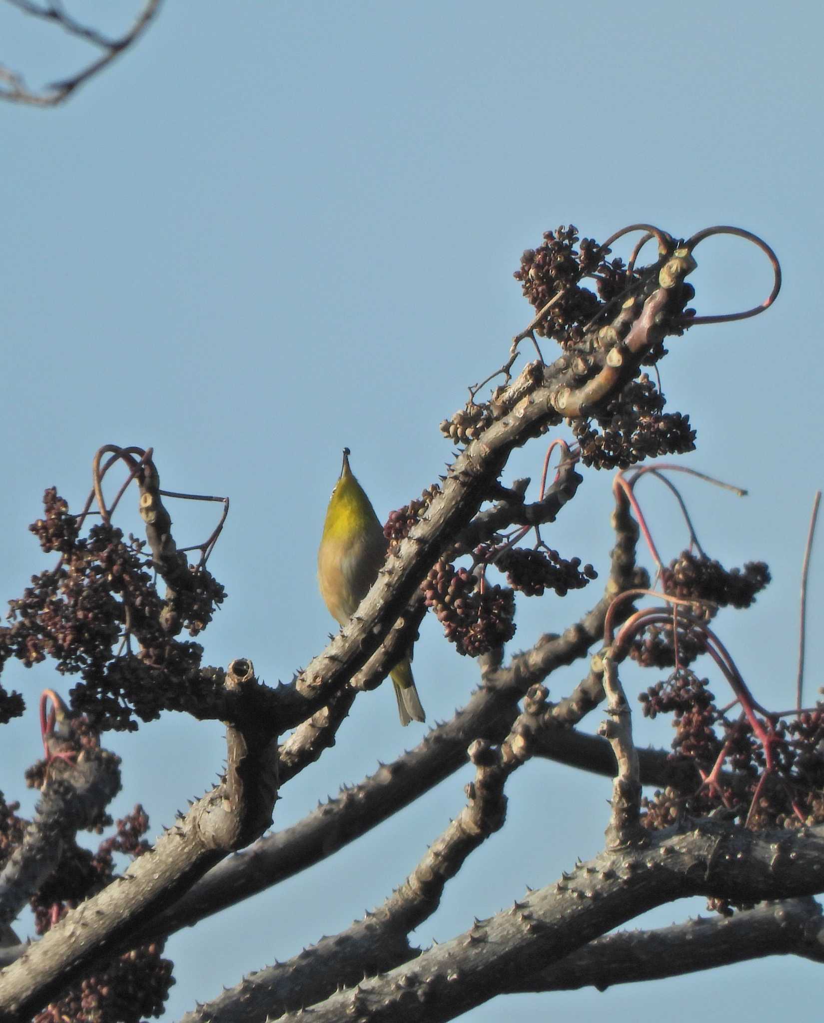 Photo of Warbling White-eye at 永谷天満宮 by あるぱか