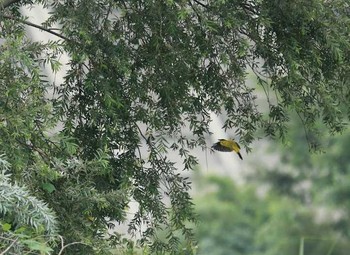 Black-naped Oriole 近所 Thu, 8/10/2017