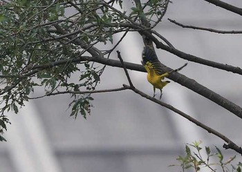 Black-naped Oriole 近所 Fri, 8/11/2017