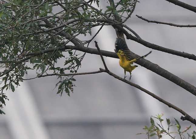 鳥さんは綺麗だけど写真は汚い by My