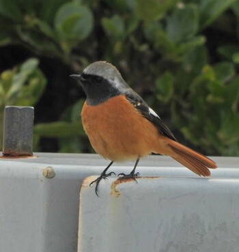 2022年1月10日(月) 湘南国際村の野鳥観察記録