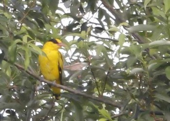 Black-naped Oriole 近所 Sun, 8/13/2017