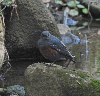 2022年1月10日(月) 下山川の野鳥観察記録