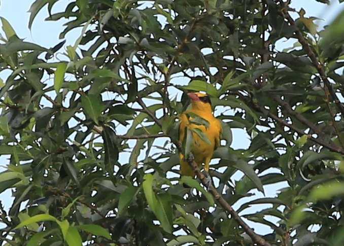 Photo of Black-naped Oriole at 近所 by My