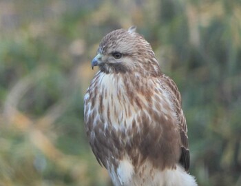 2022年1月10日(月) 金井遊水地(金井遊水池)の野鳥観察記録