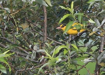 Black-naped Oriole 近所 Sun, 8/13/2017