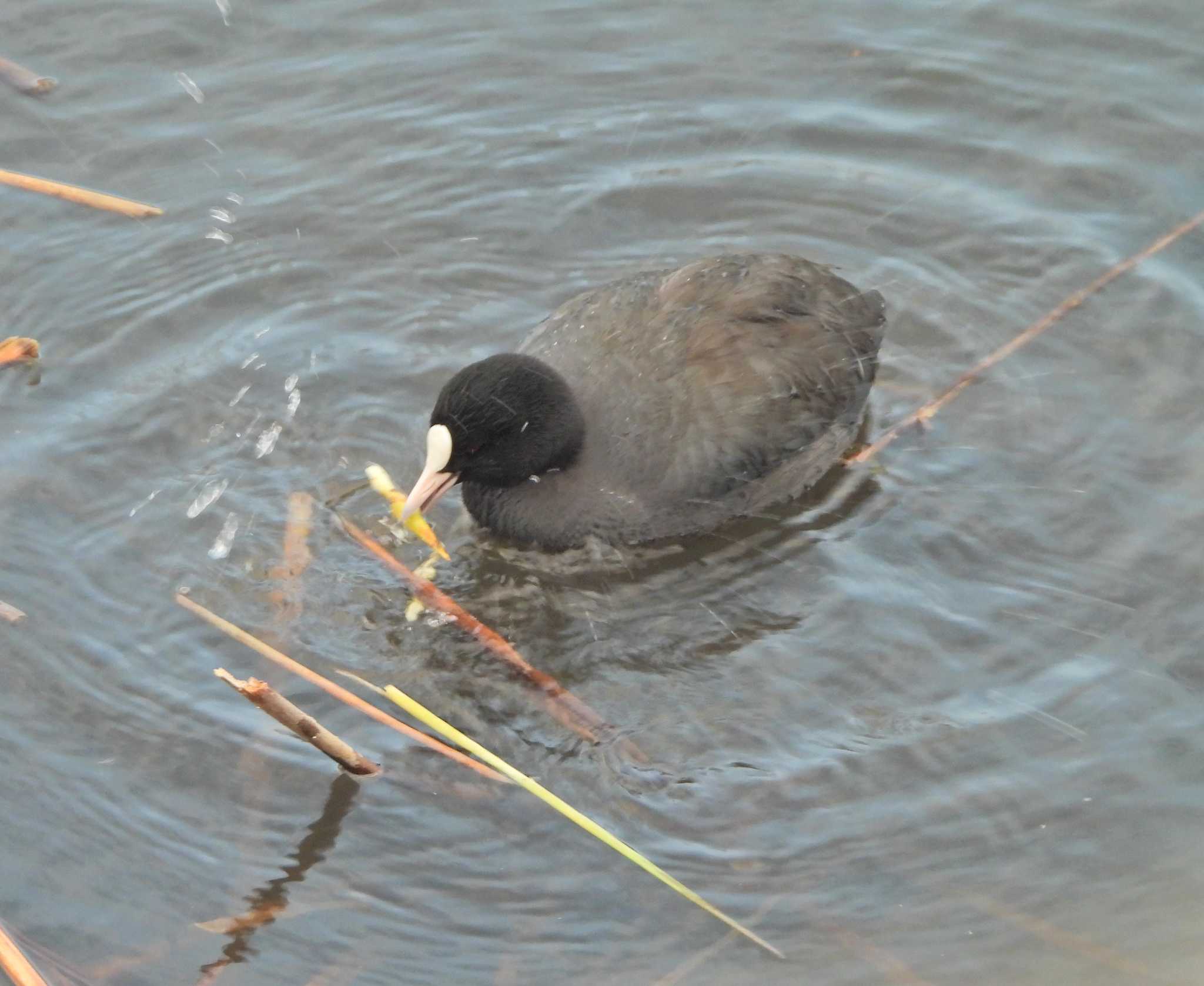 Photo of Eurasian Coot at 金井遊水地(金井遊水池) by あるぱか