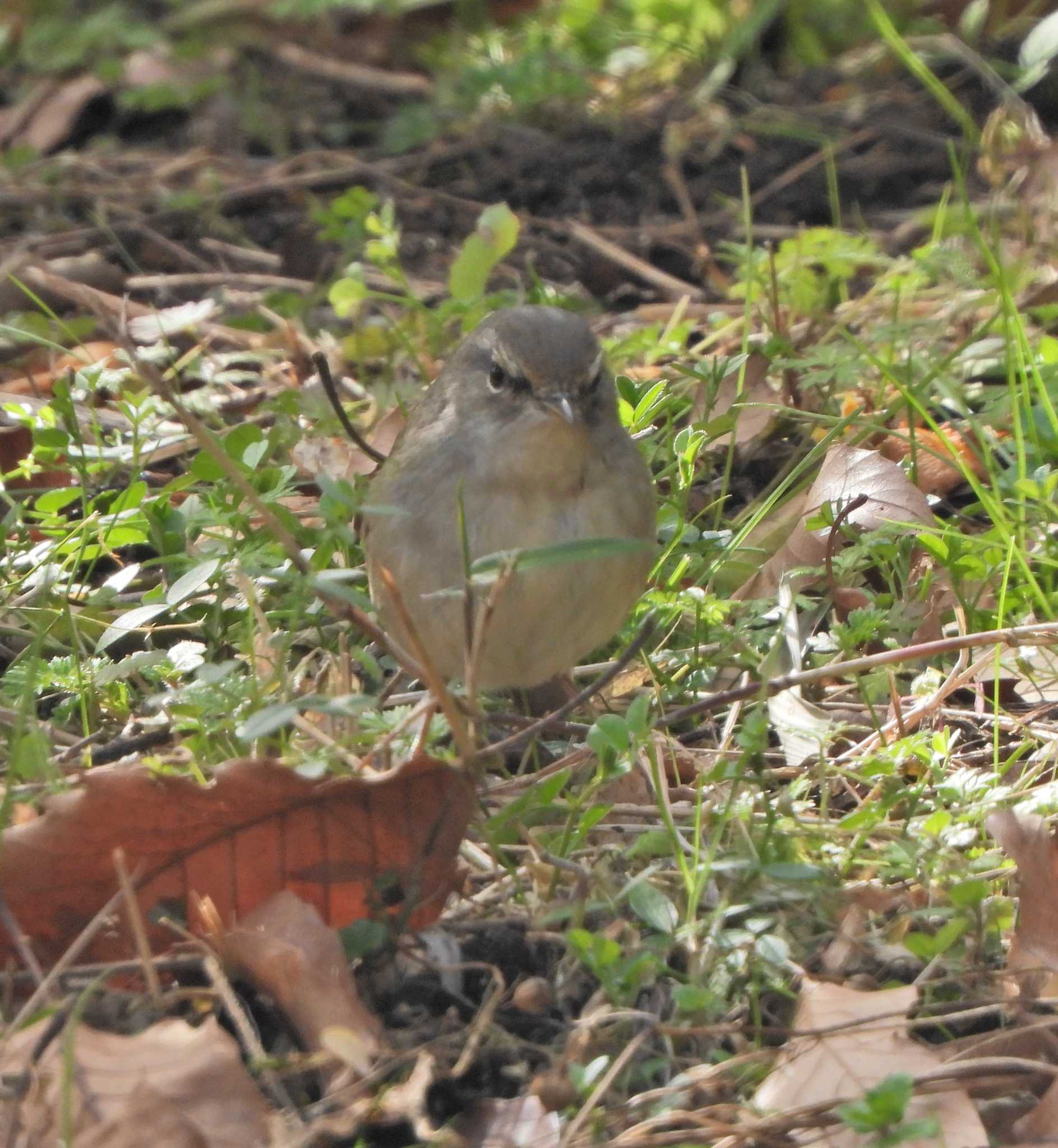 Japanese Bush Warbler