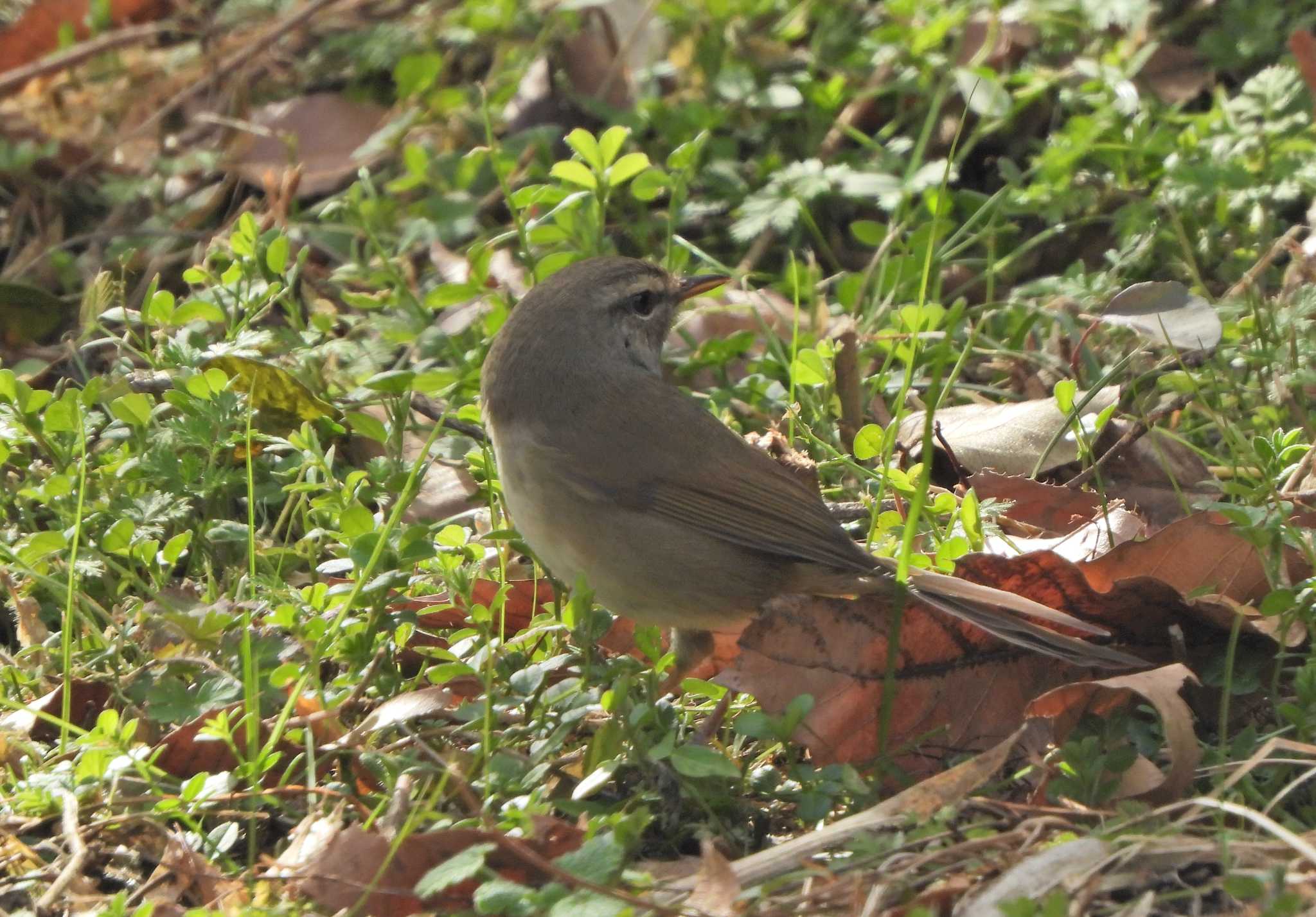 Photo of Japanese Bush Warbler at 下永谷市民の森 by あるぱか