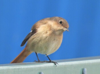 Daurian Redstart 下永谷市民の森 Sat, 1/15/2022