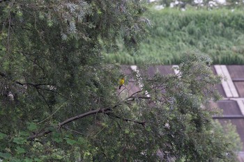 Black-naped Oriole Unknown Spots Wed, 8/16/2017