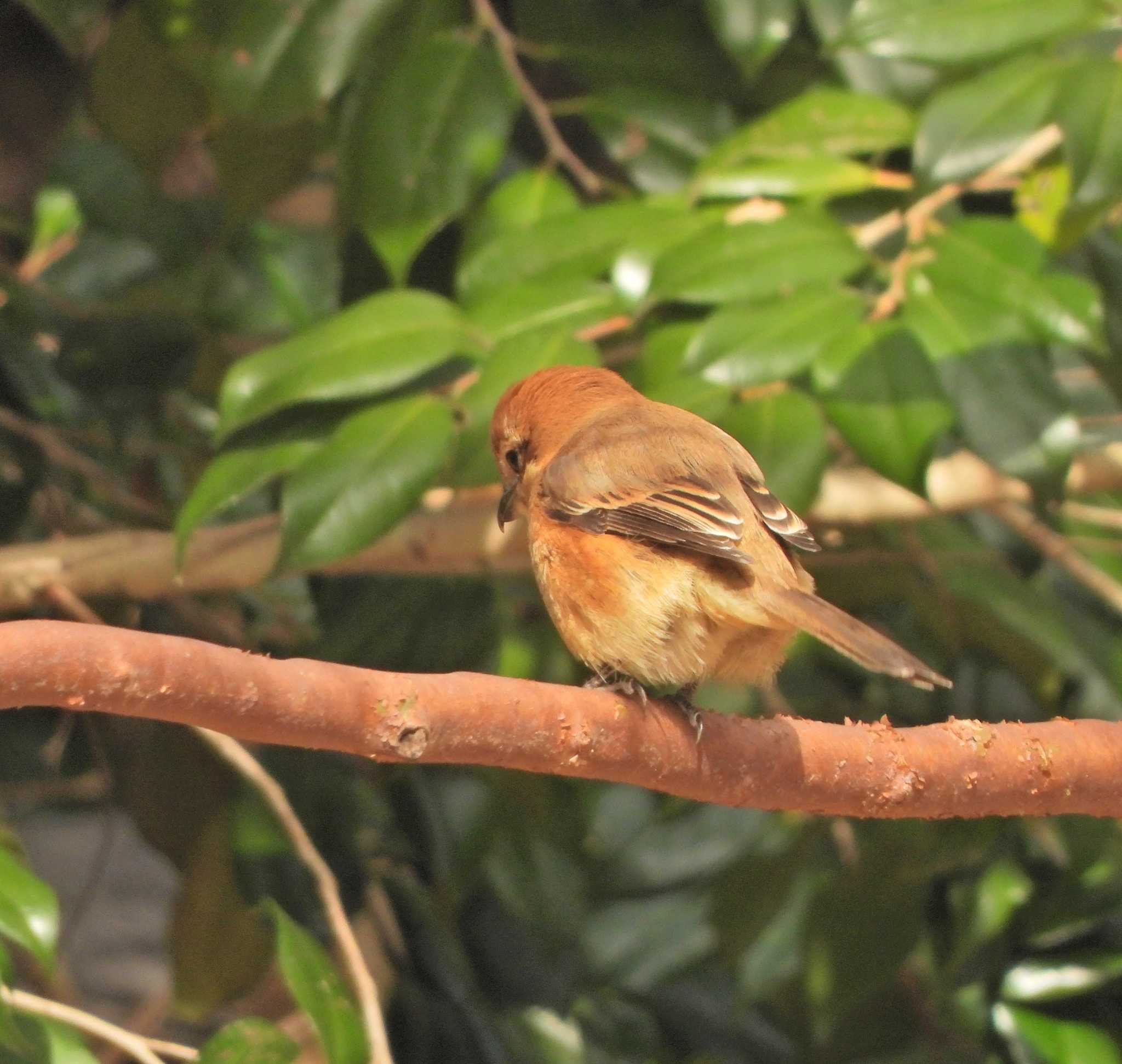 Photo of Bull-headed Shrike at 下永谷市民の森 by あるぱか