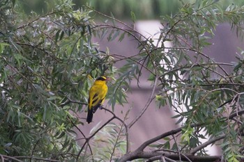 Black-naped Oriole Unknown Spots Wed, 8/16/2017